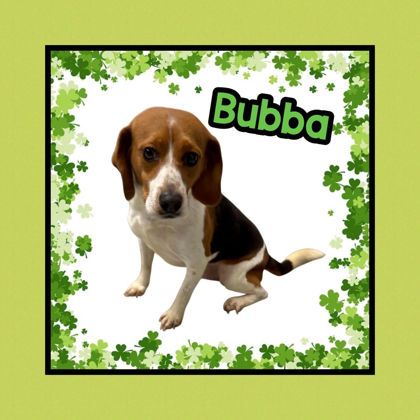 Enlarge Bubba, a ADOPTABLE Beagle in Raleigh, NC image 1/4