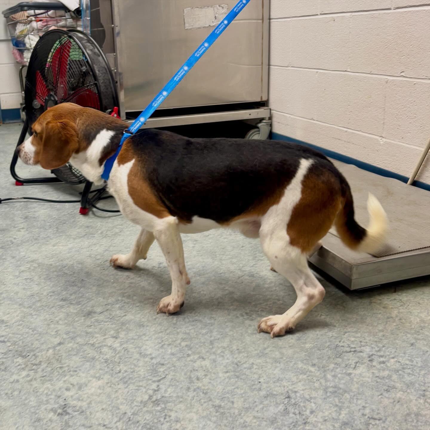Enlarge Bubba, a ADOPTABLE Beagle in Raleigh, NC image 3/4