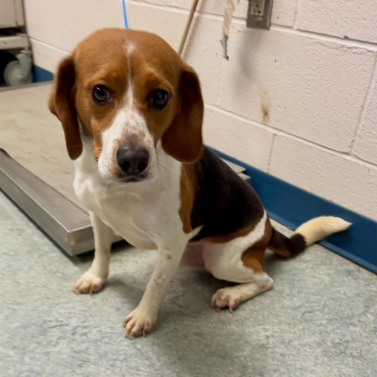 Enlarge Bubba, a ADOPTABLE Beagle in Raleigh, NC image 4/4