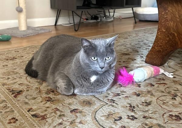 Juma, Adoptable, Adult Female Domestic Short Hair & Domestic Short Hair.