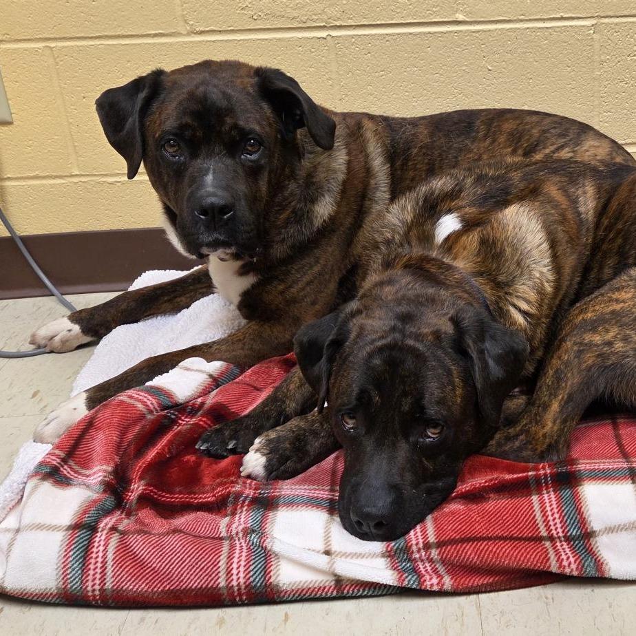 Enlarge Rocky, a Adoptable Mixed Breed in Waukesha, WI image 1/6