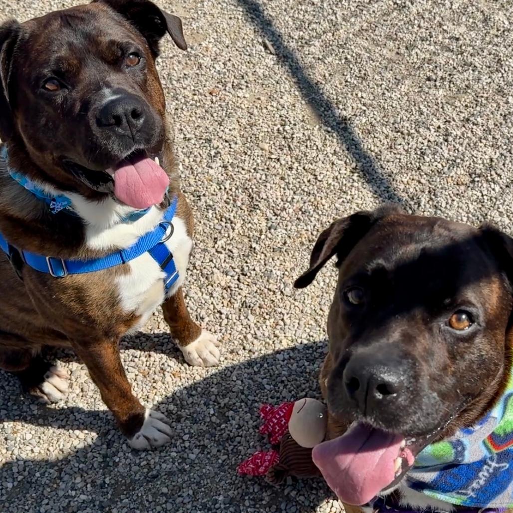 Enlarge Rocky, a Adoptable Mixed Breed in Waukesha, WI image 2/6