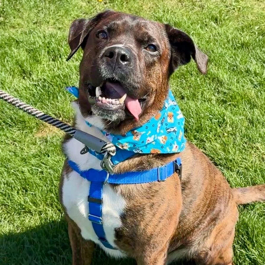 Enlarge Rocky, a Adoptable Mixed Breed in Waukesha, WI image 4/6