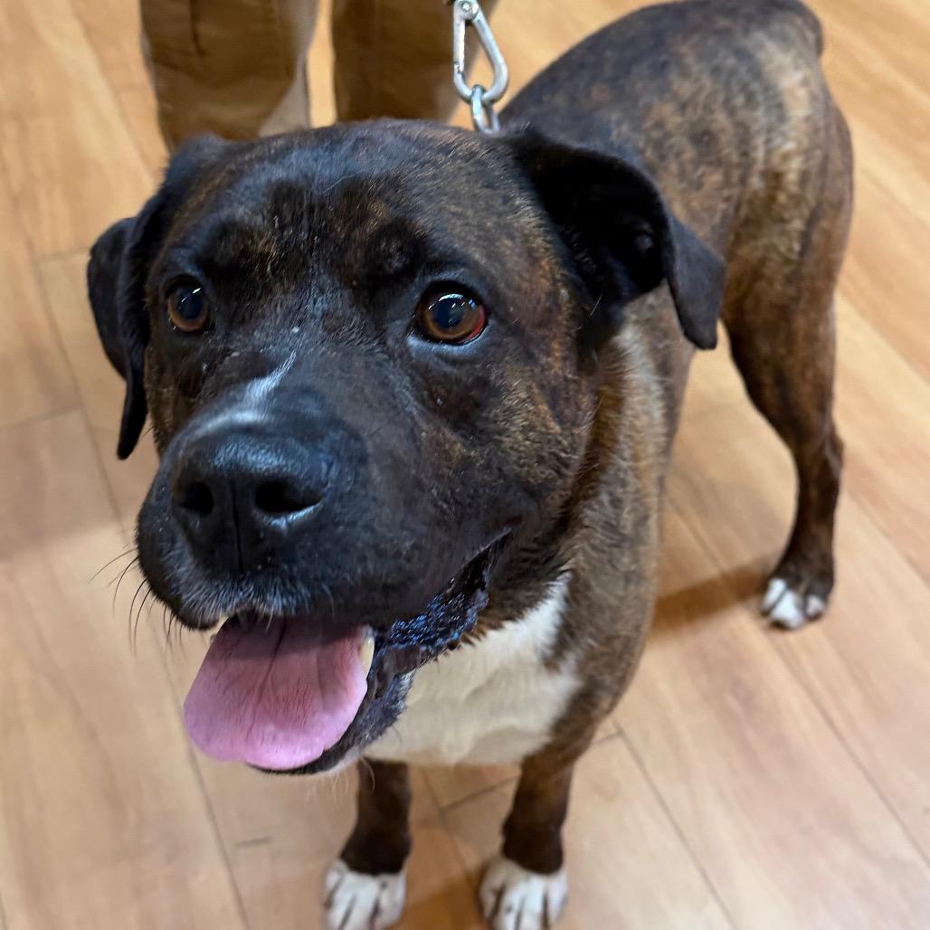 Enlarge Rocky, a Adoptable Mixed Breed in Waukesha, WI image 6/6