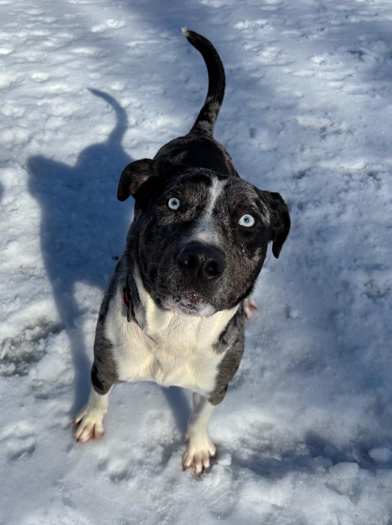 Enlarge Squeezy, a Adoptable mixed breed in Little Rock, AR image 1/3