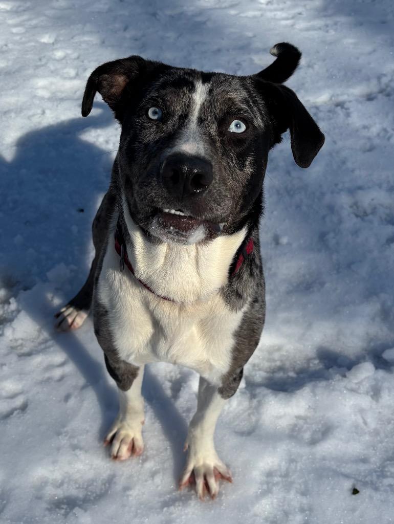 Enlarge Squeezy, a Adoptable mixed breed in Little Rock, AR image 2/3