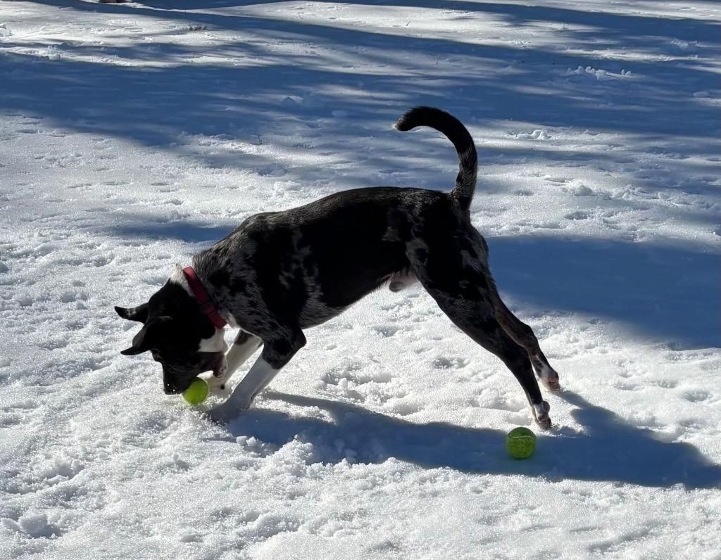 Enlarge Squeezy, a Adoptable mixed breed in Little Rock, AR image 3/3