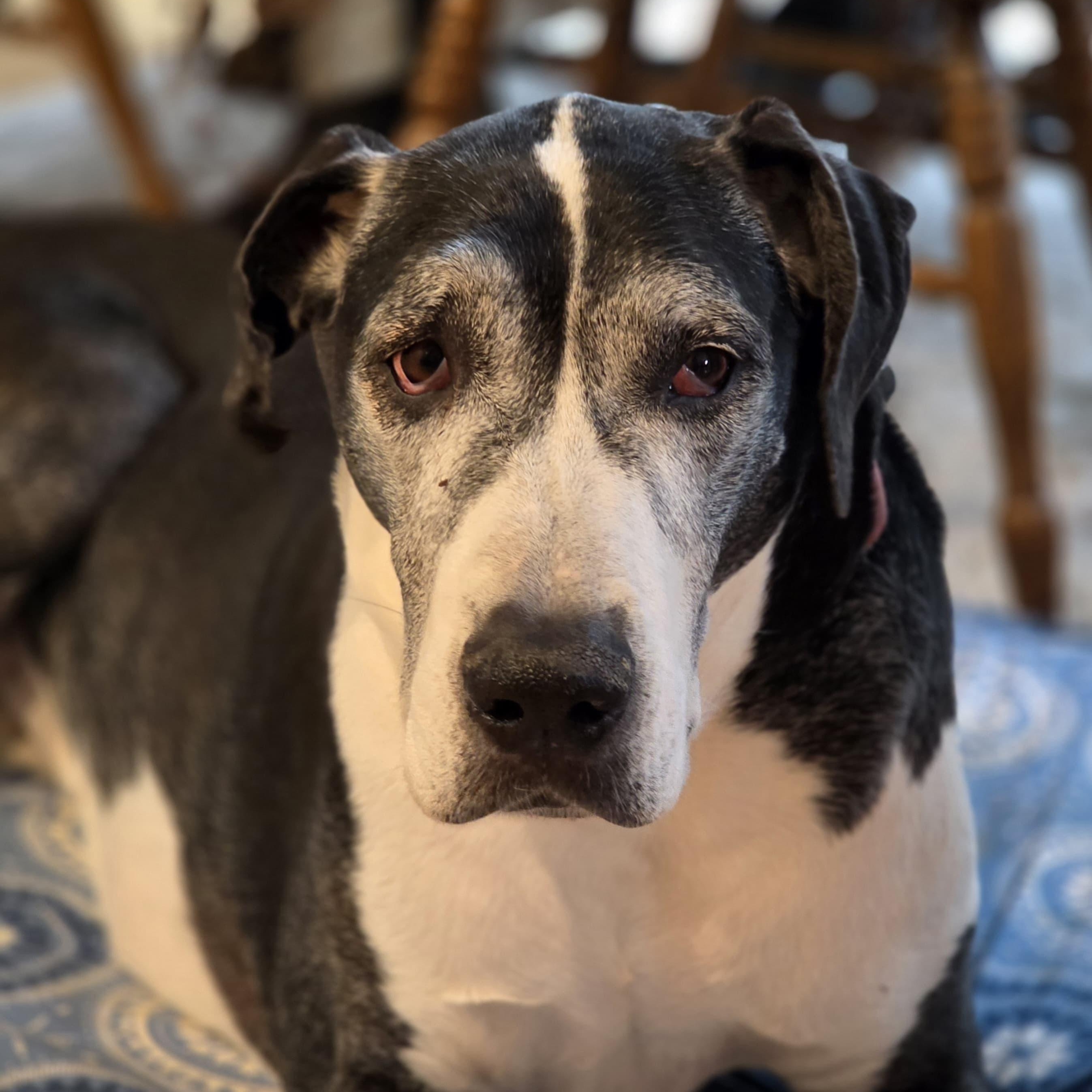 Enlarge Buttermilk, a Adoptable Great Dane in Midland, MI image 2/6