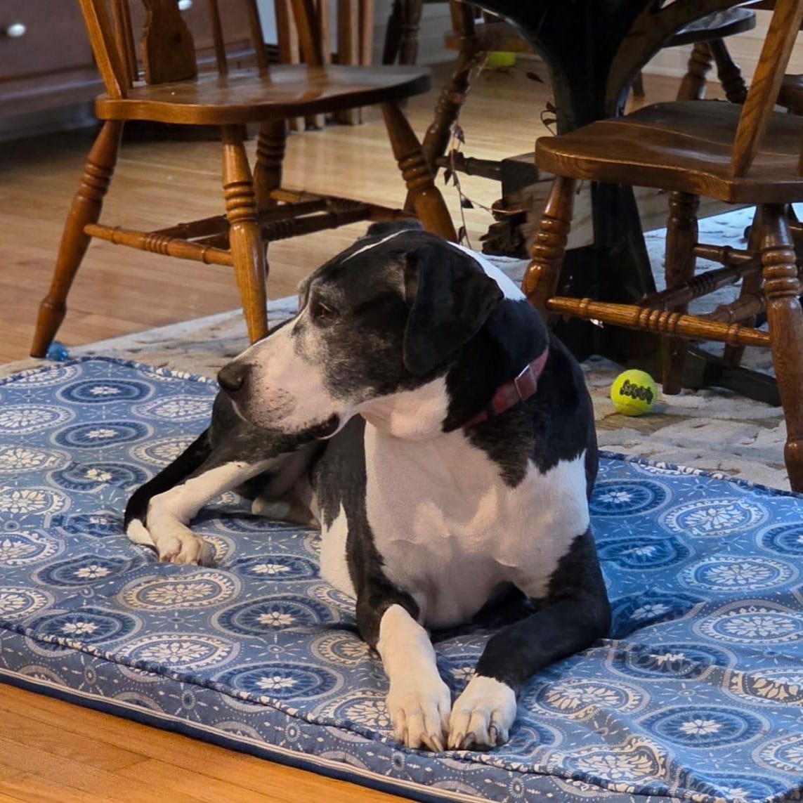 Enlarge Buttermilk, a Adoptable Great Dane in Midland, MI image 5/6