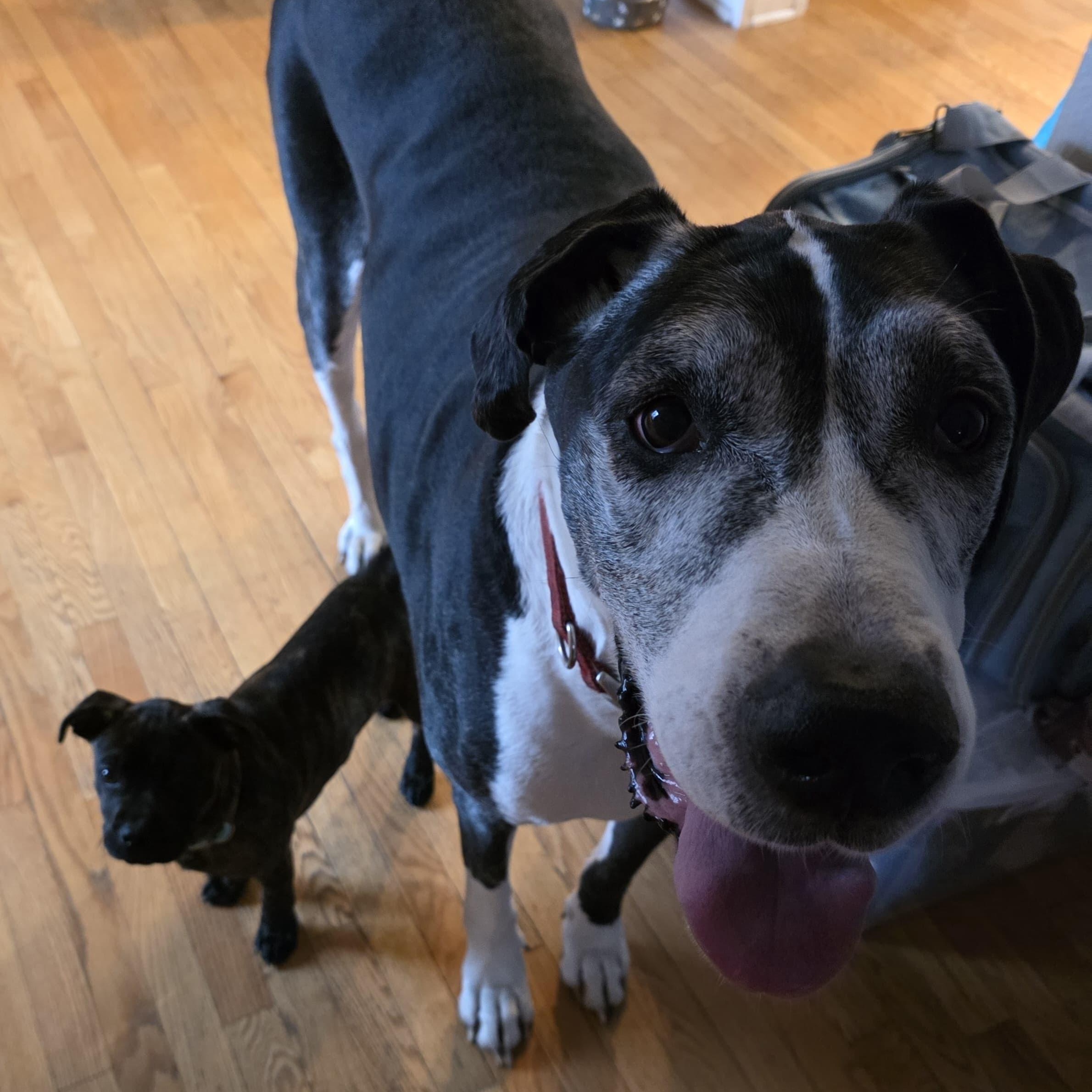 Enlarge Buttermilk, a Adoptable Great Dane in Midland, MI image 6/6