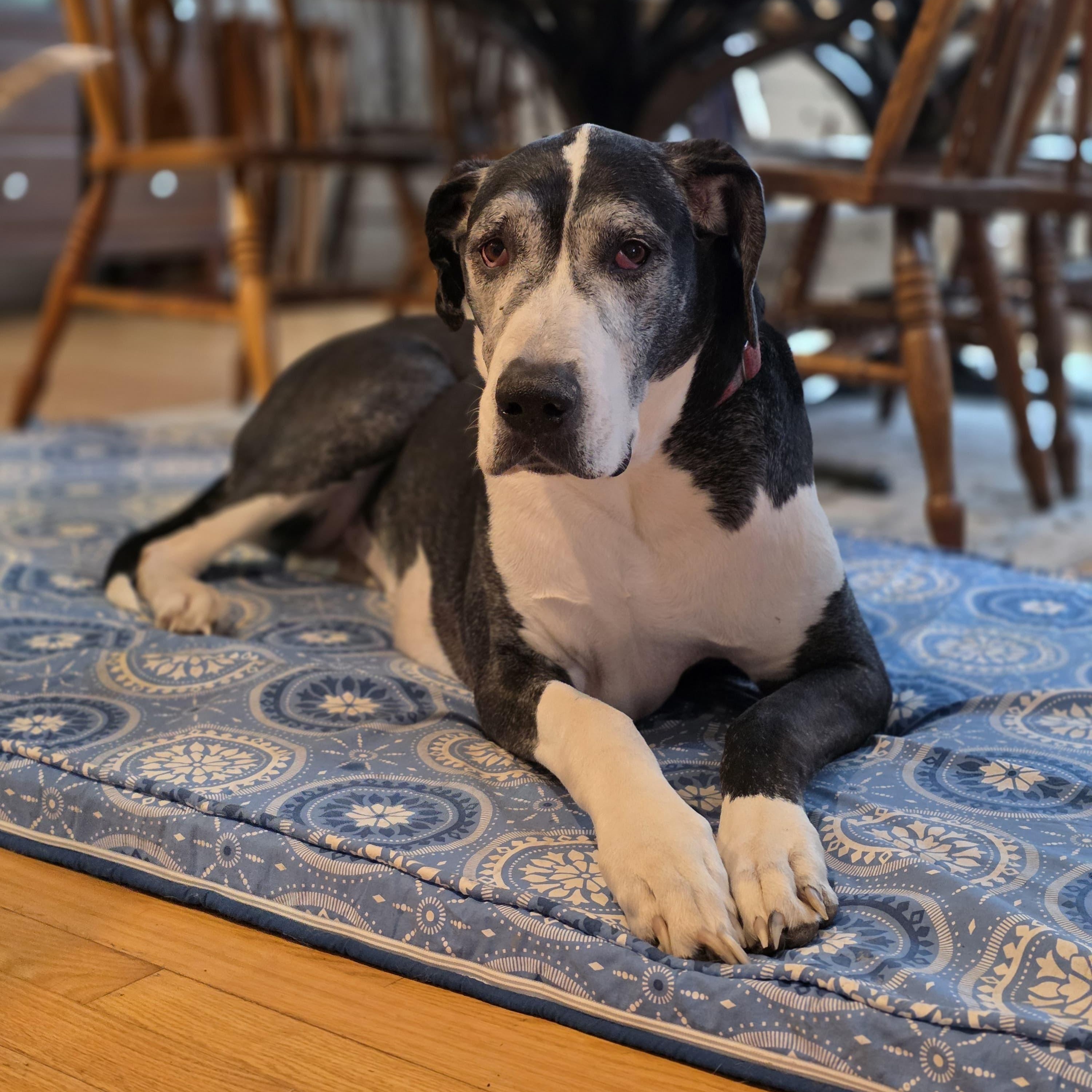 Buttermilk, Adoptable, Senior Female Great Dane.