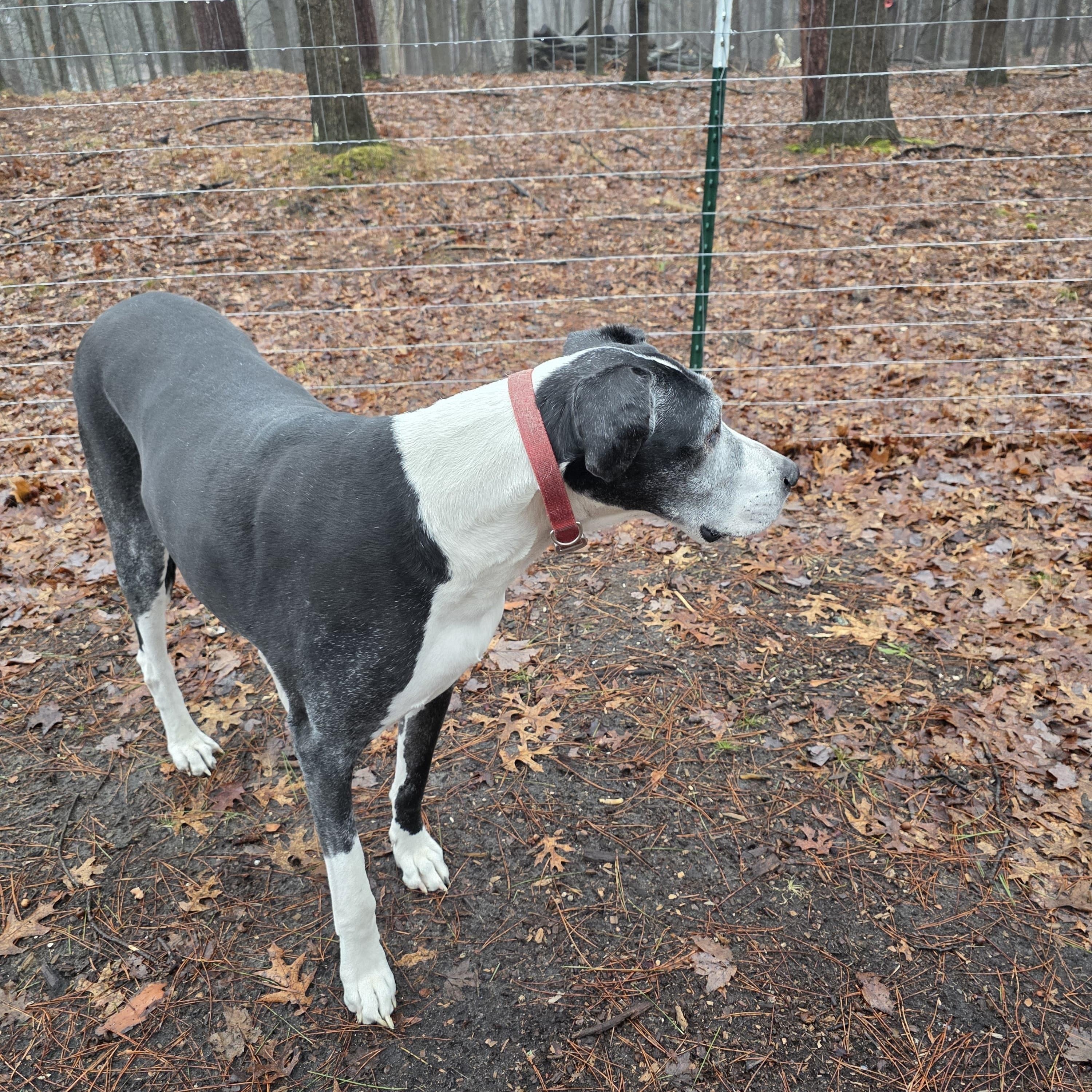 Enlarge Buttermilk, a Adoptable Great Dane in Midland, MI image 4/6