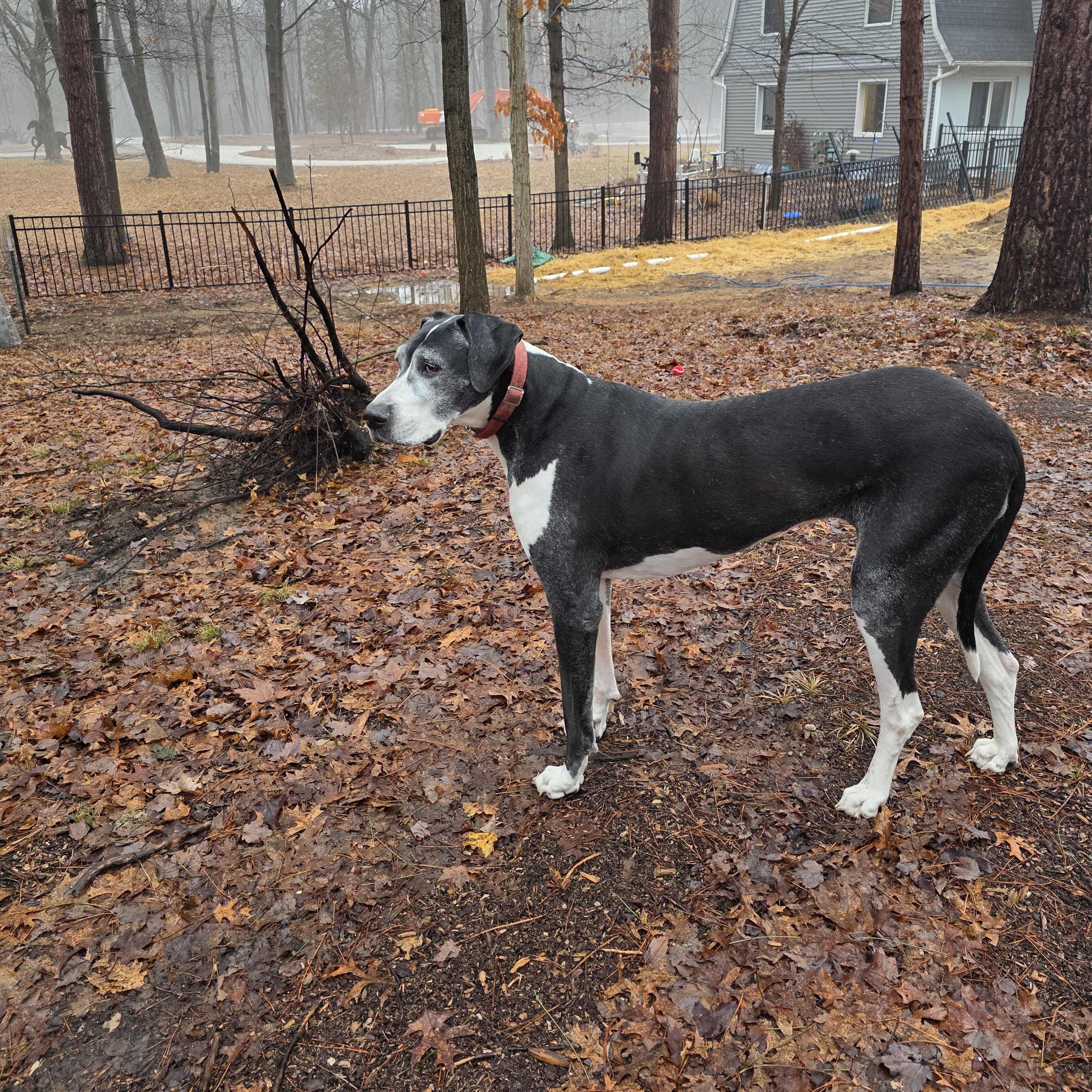 Enlarge Buttermilk, a Adoptable Great Dane in Midland, MI image 3/6