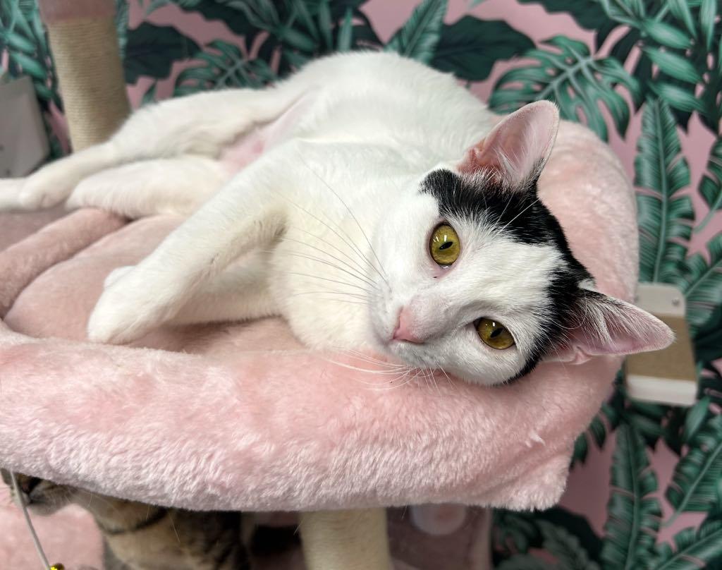 Enlarge Ginny, a ADOPTABLE Domestic Short Hair in Cortland, OH image 2/3