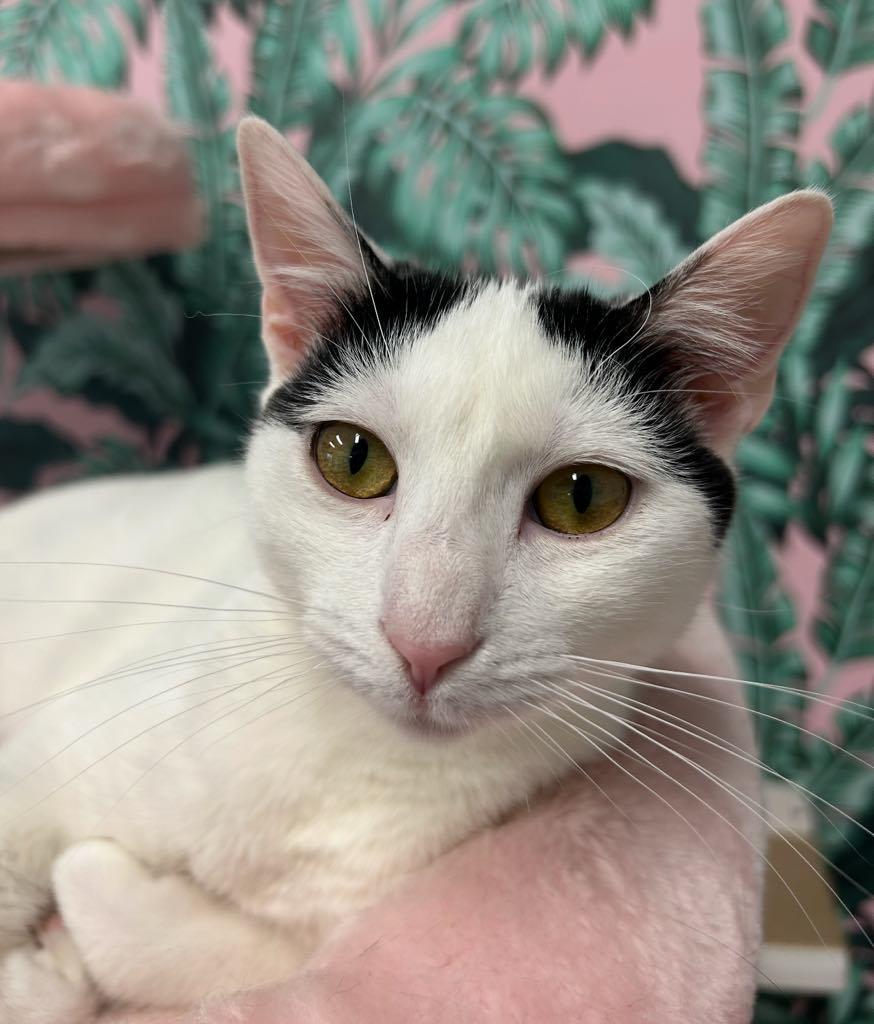 Enlarge Ginny, a ADOPTABLE Domestic Short Hair in Cortland, OH image 3/3
