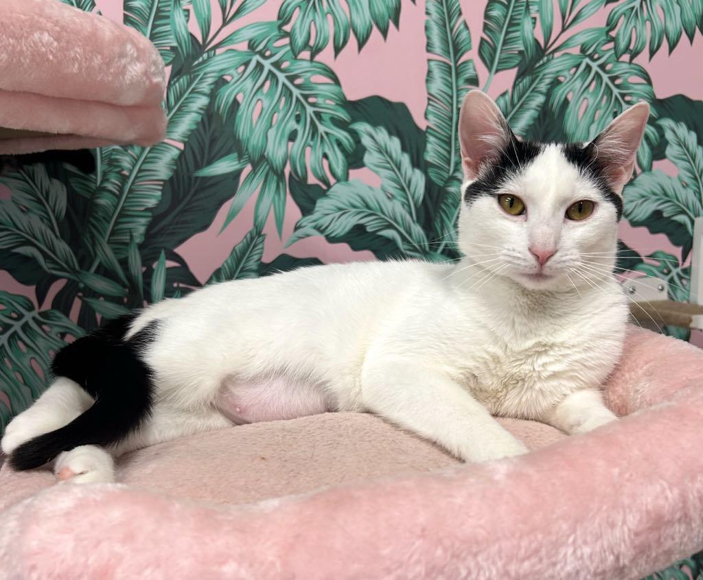 Enlarge Ginny, a ADOPTABLE Domestic Short Hair in Cortland, OH image 1/3