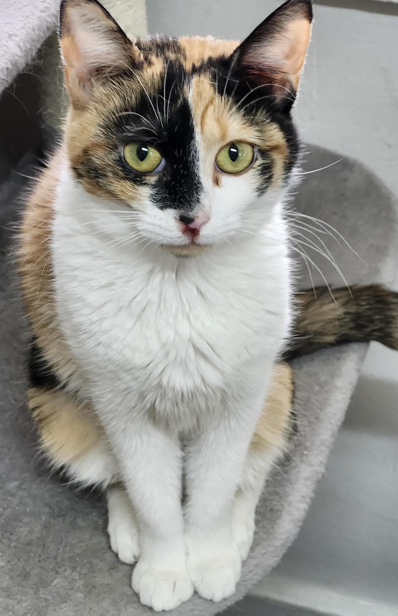 Enlarge Cassandra, a ADOPTABLE Calico in Webster, NY image 1/1