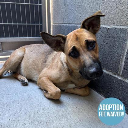 Coffee Toffee, an adoptable mixed breed in Sacramento, CA image 5/6