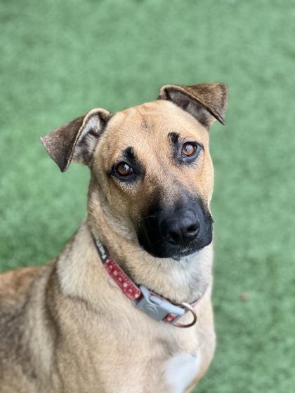 Coffee Toffee, an adoptable mixed breed in Sacramento, CA image 2/6