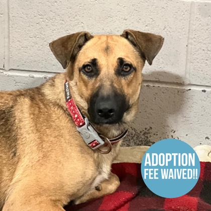 Coffee Toffee, an adoptable mixed breed in Sacramento, CA image 4/6