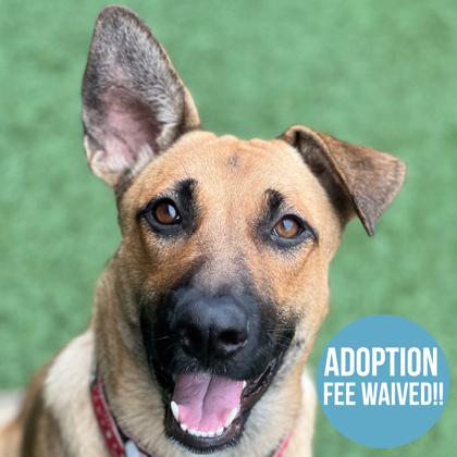 Coffee Toffee, adoptable, Adult Female German Shepherd Dog & Labrador Retriever.