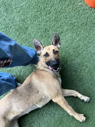 Coffee Toffee, an adoptable mixed breed in Sacramento, CA image 3/6