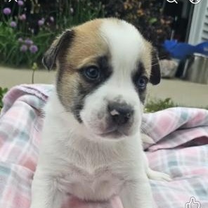 Peep, adopted, Puppy Female Australian Cattle Dog / Blue Heeler & Shepherd.