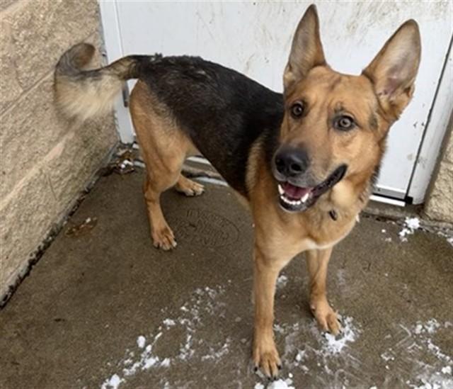 LUCA, Adoptable, Adult Male German Shepherd Dog & Mixed Breed.