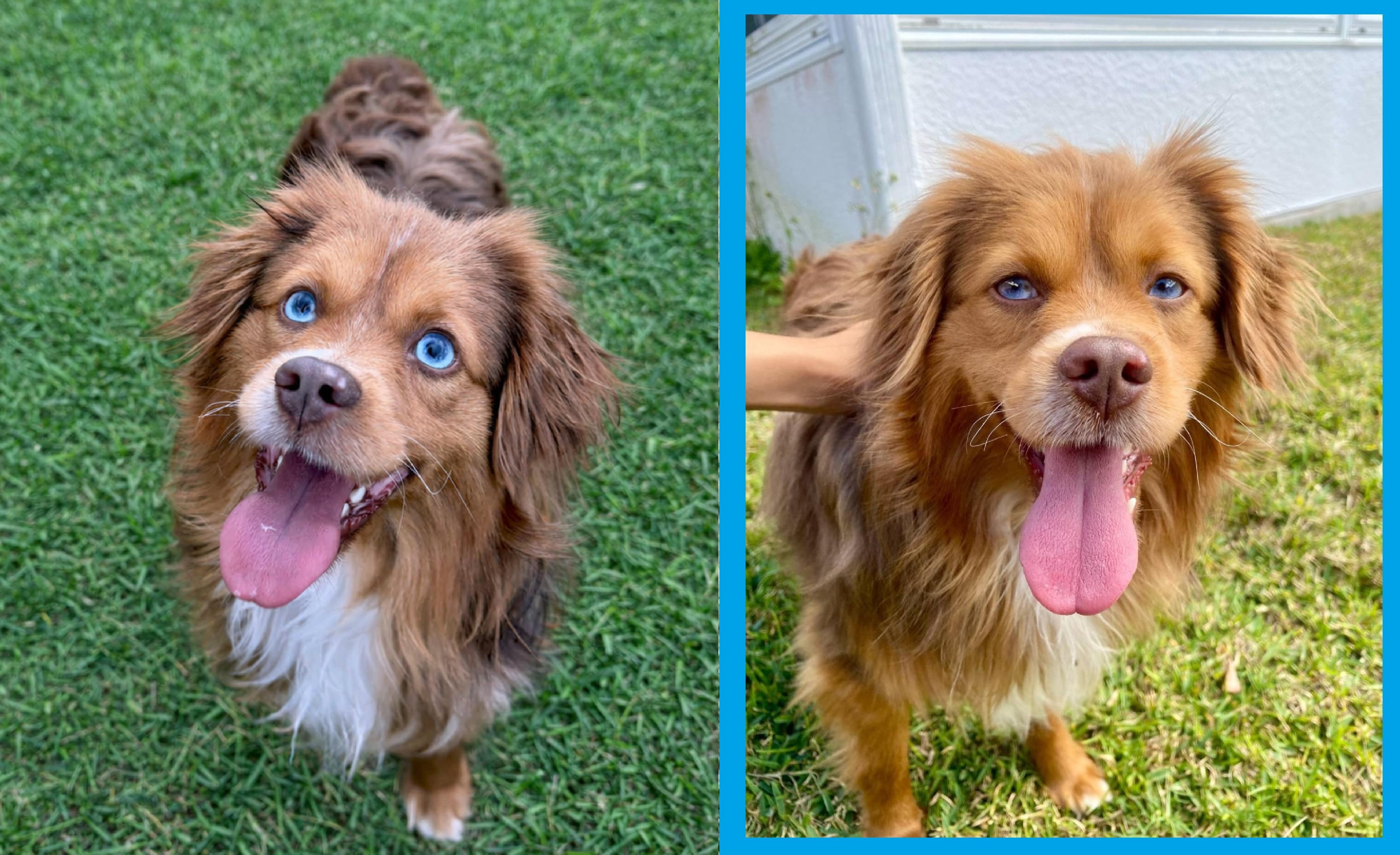 Enlarge Jodi, an adoption pending Australian Shepherd in Orlando, FL image 2/6