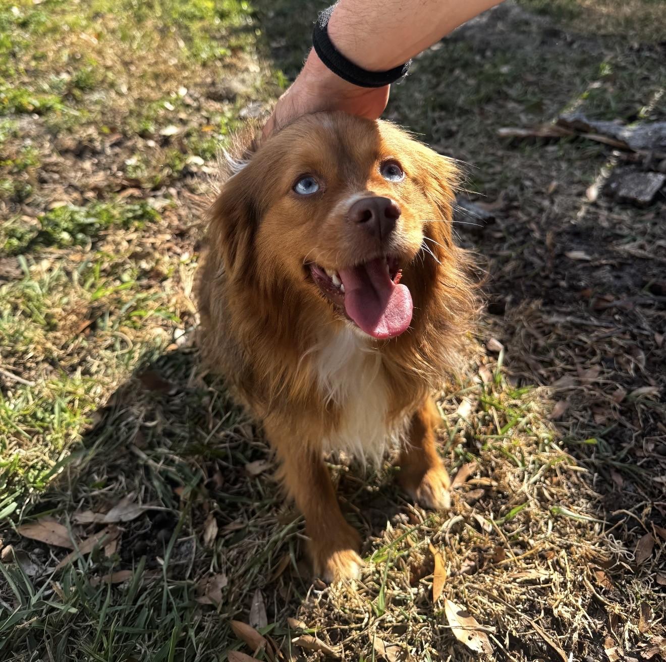 Enlarge Jodi, an adoption pending Australian Shepherd in Orlando, FL image 3/6