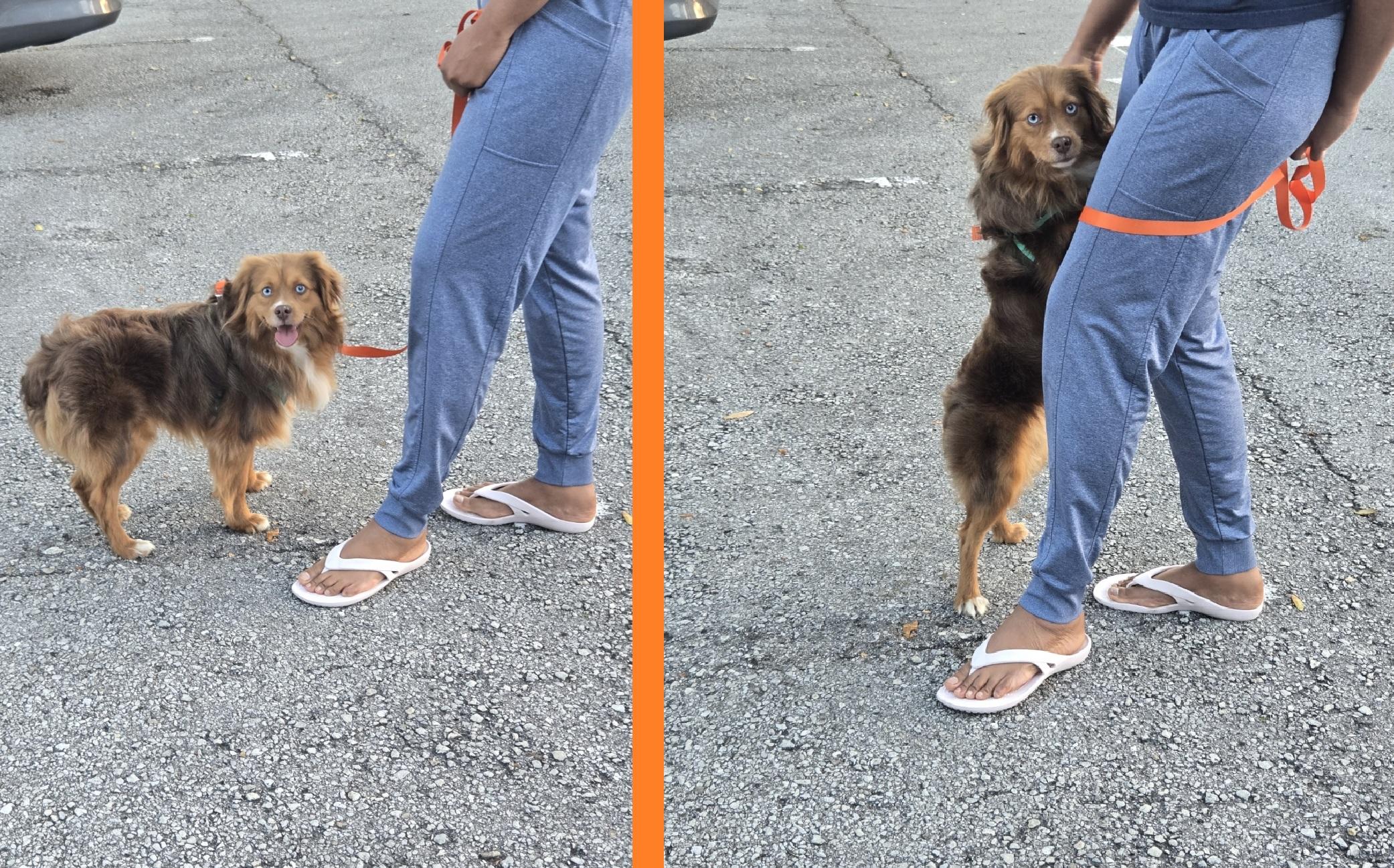 Enlarge Jodi, an adoption pending Australian Shepherd in Orlando, FL image 4/6