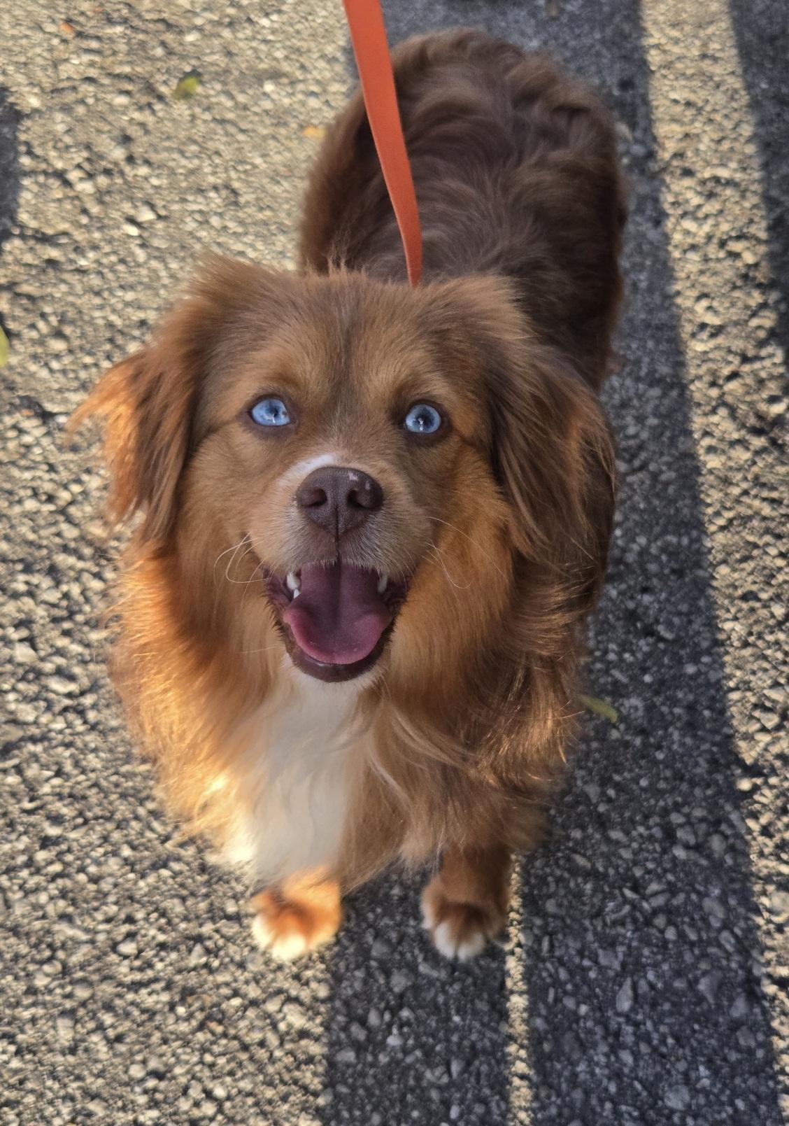Enlarge Jodi, an adoption pending Australian Shepherd in Orlando, FL image 1/6