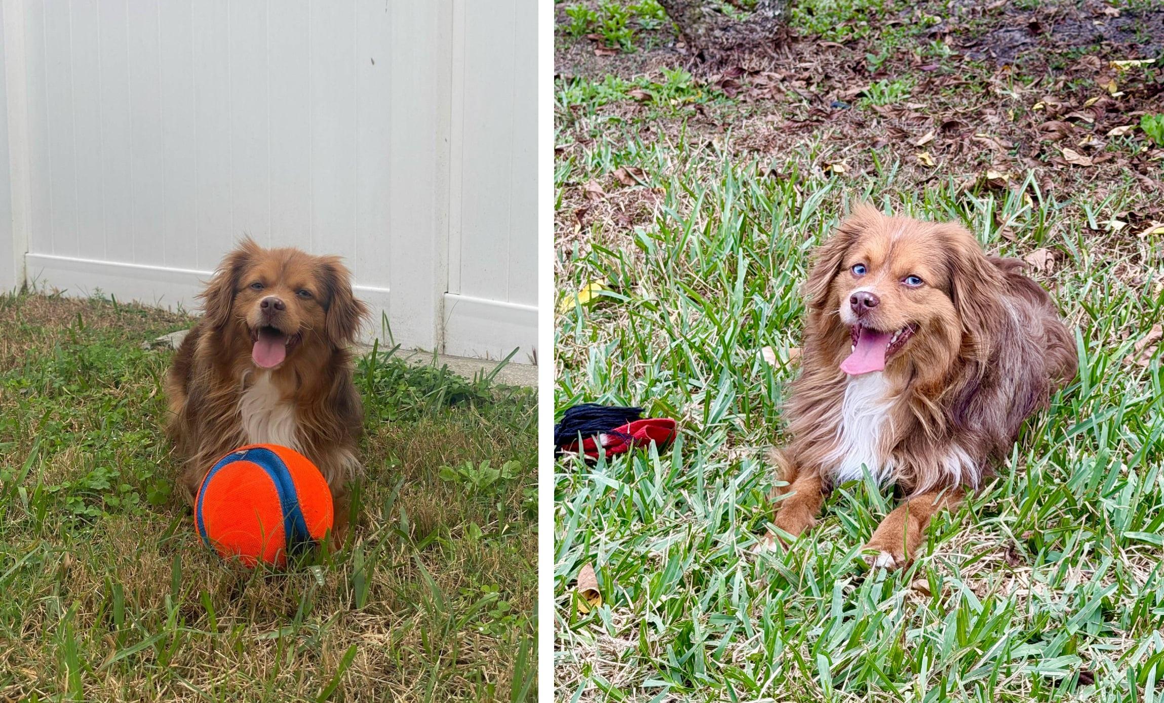 Enlarge Jodi, an adoption pending Australian Shepherd in Orlando, FL image 5/6