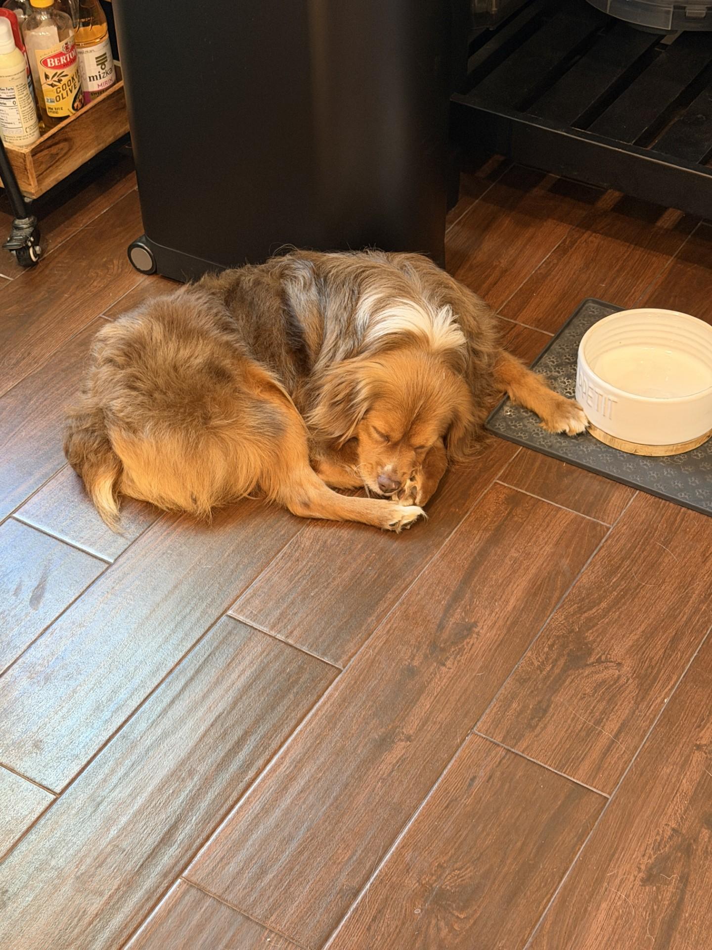 Enlarge Jodi, an adoption pending Australian Shepherd in Orlando, FL image 6/6