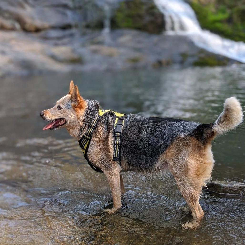 Enlarge Louise, a Adoptable Australian Cattle Dog / Blue Heeler in Corvallis, OR image 1/4