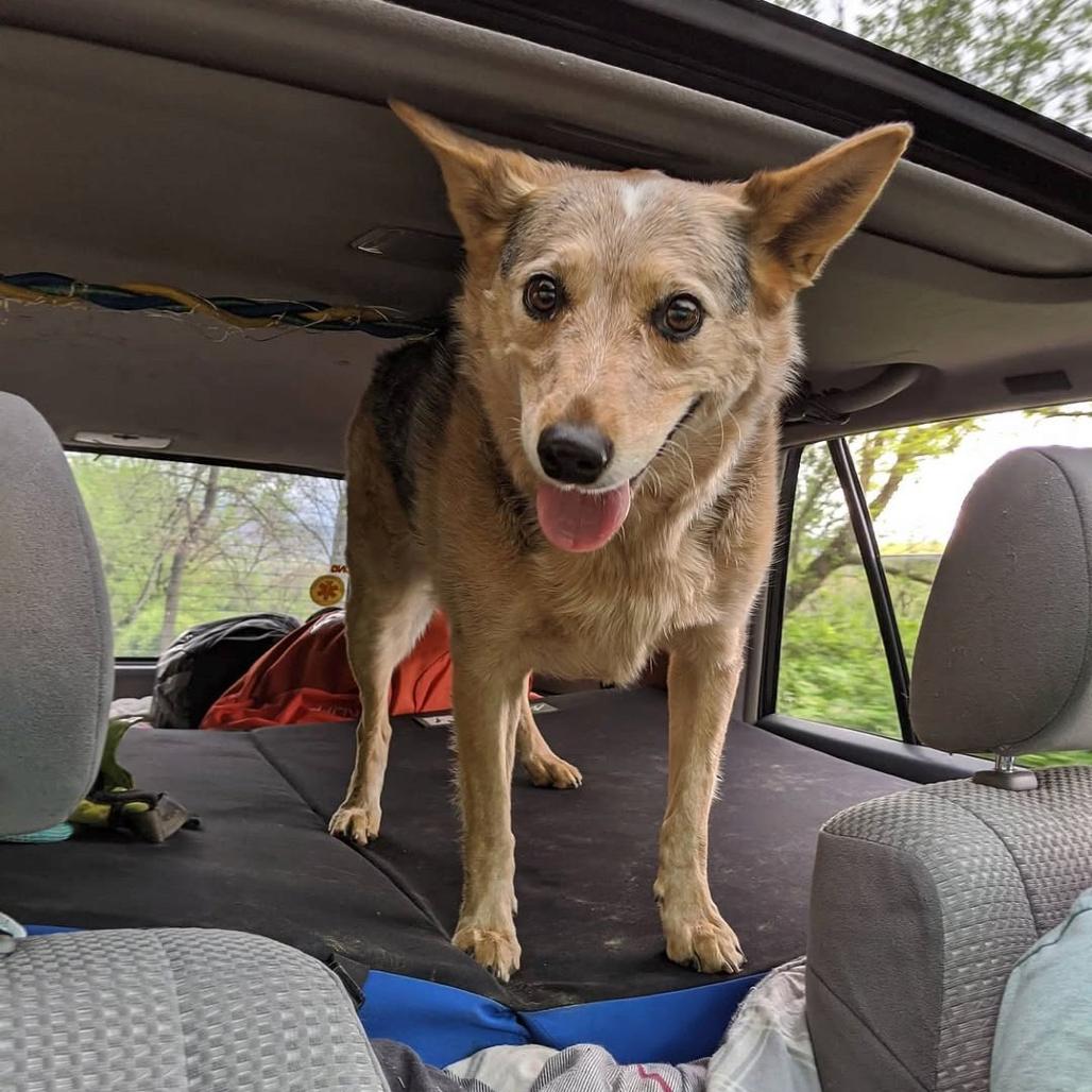Enlarge Louise, a Adoptable Australian Cattle Dog / Blue Heeler in Corvallis, OR image 2/4