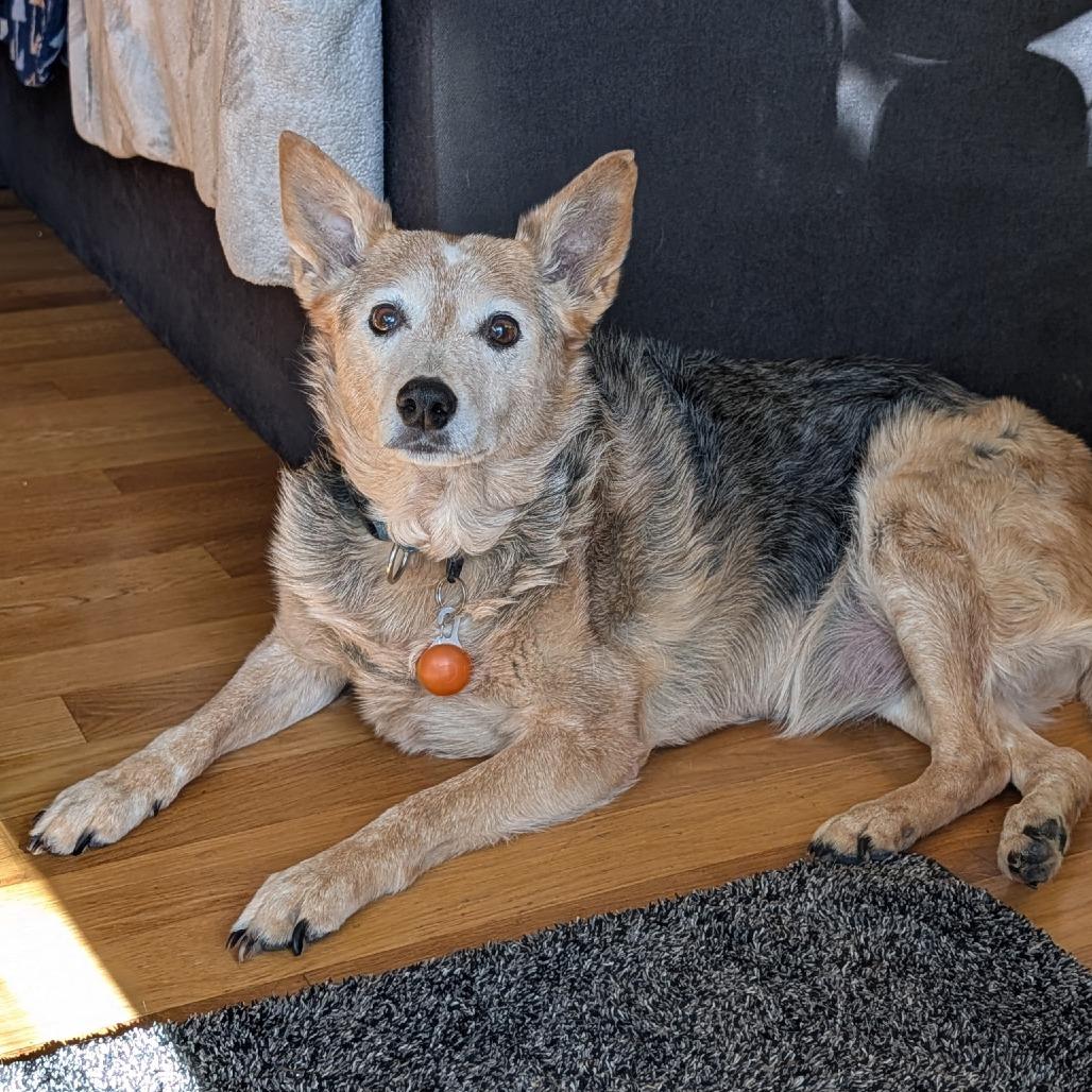 Enlarge Louise, a Adoptable Australian Cattle Dog / Blue Heeler in Corvallis, OR image 3/4
