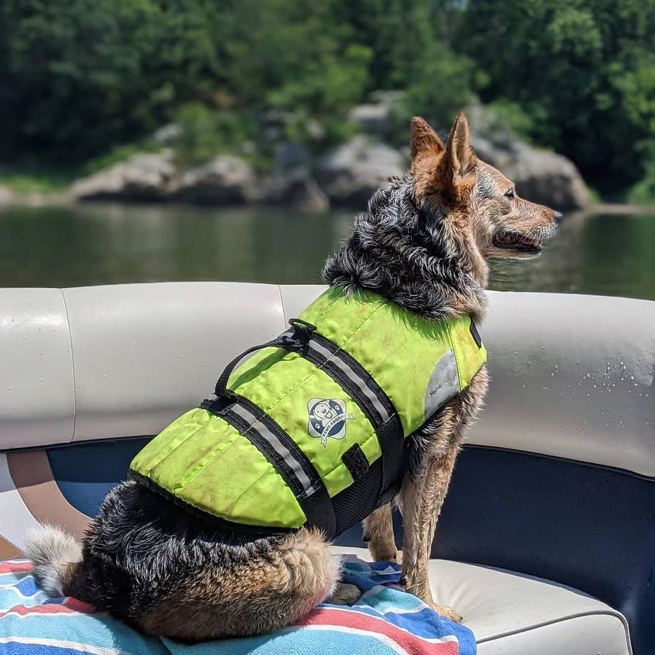 Enlarge Louise, a Adoptable Australian Cattle Dog / Blue Heeler in Corvallis, OR image 4/4
