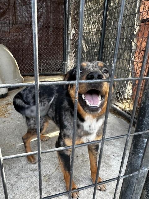 Perry, Adoptable, Adult Male Australian Shepherd & Labrador Retriever.
