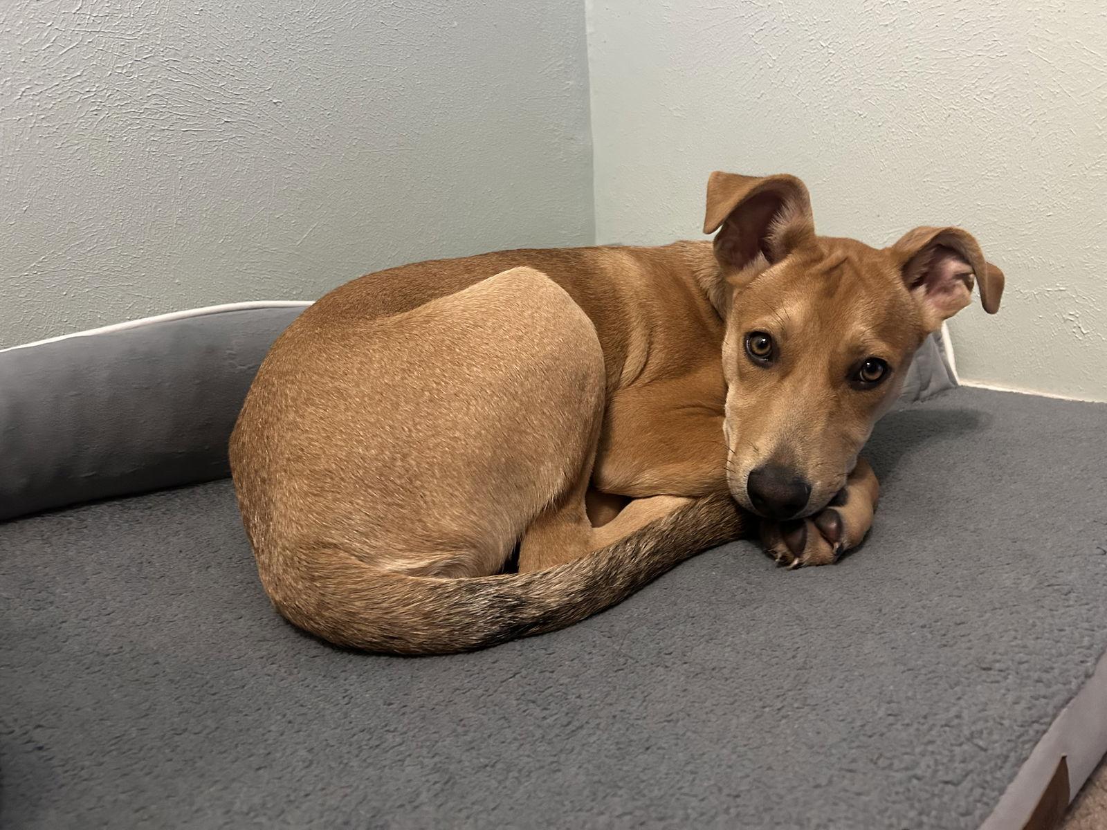 Cloud aka Nimbus, Adoptable, Puppy Male German Shepherd Dog & Labrador Retriever.