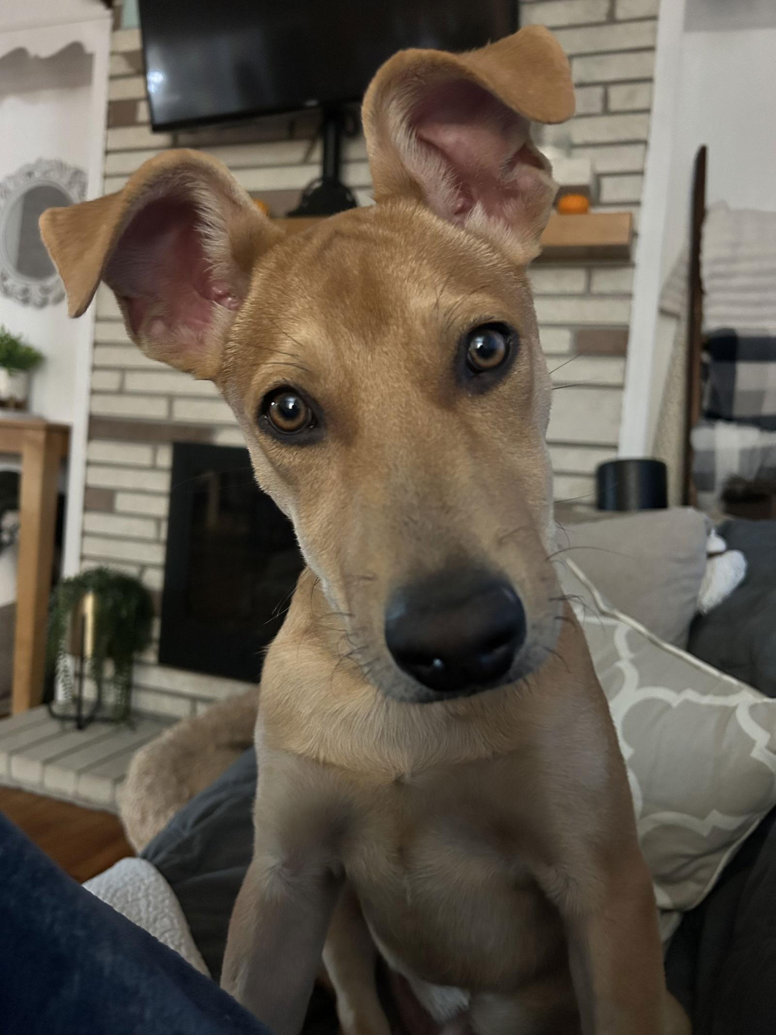 Cloud aka Nimbus, a Adoptable mixed breed in Polson, MT image 2/3