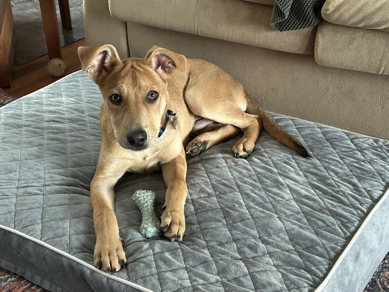 Cloud aka Nimbus, a Adoptable mixed breed in Polson, MT image 3/3