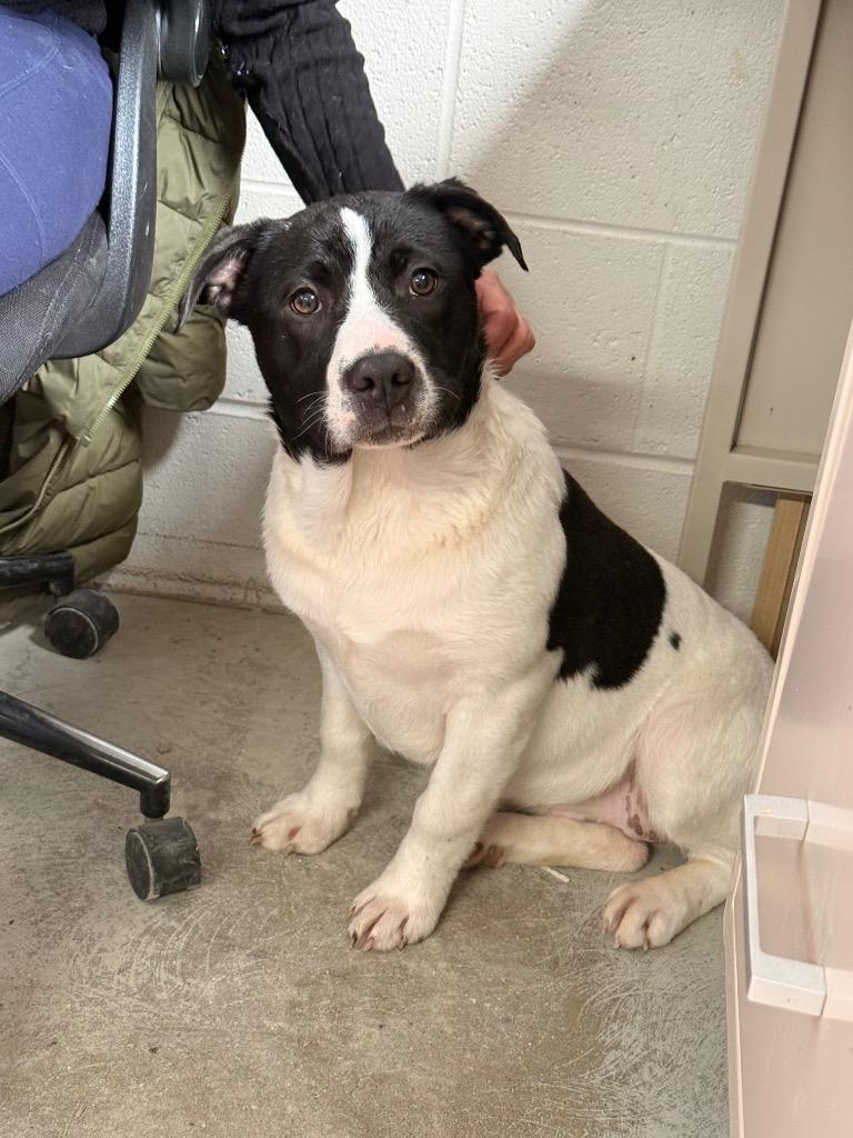 Enlarge Violet, a Adoptable mixed breed in Camden, TN image 1/1