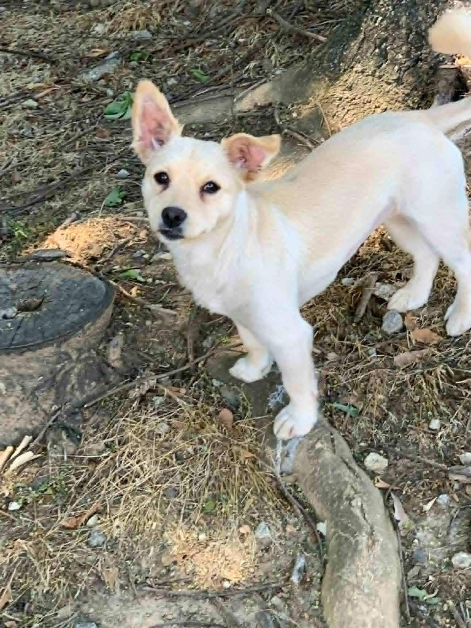 Antionette, an adopted mixed breed in Douglas, MA image 6/6