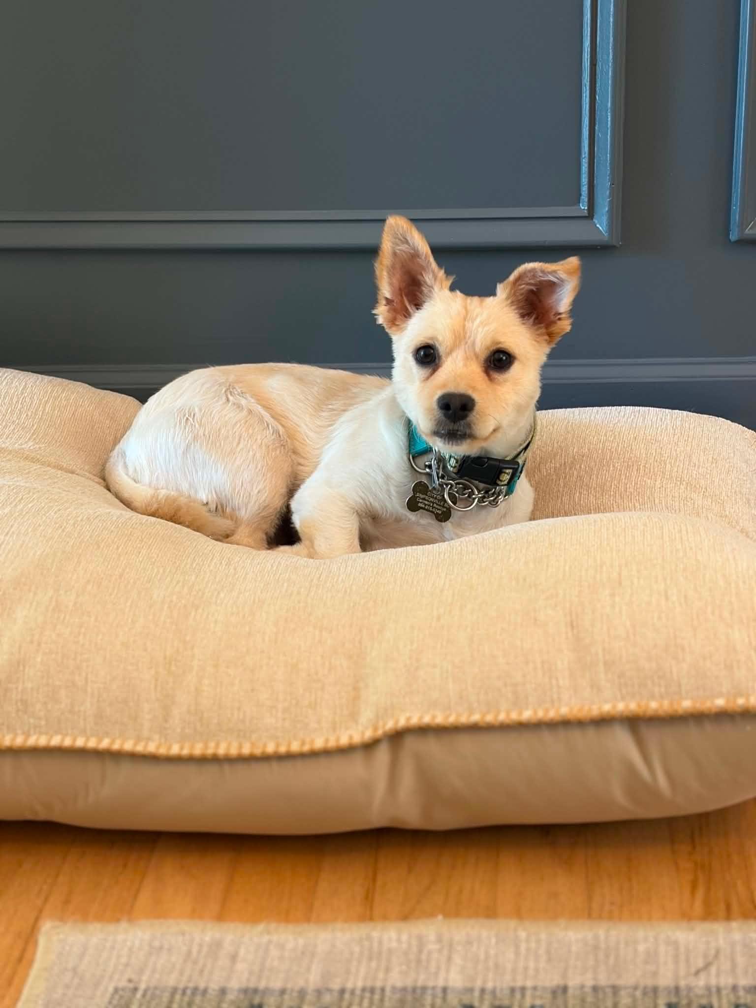 Antionette, adopted, Young Female Terrier.