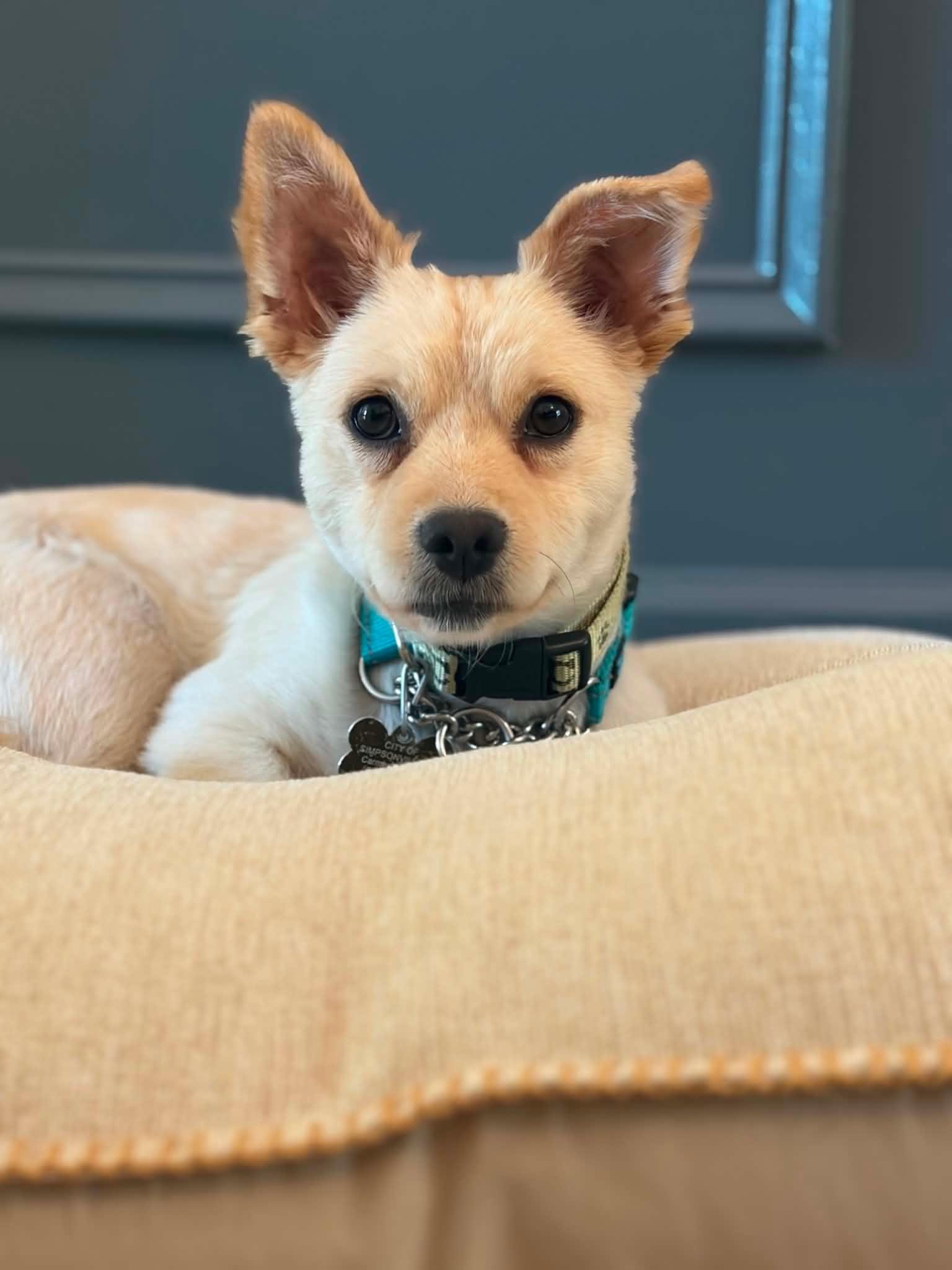 Antionette, an adopted mixed breed in Douglas, MA image 5/6