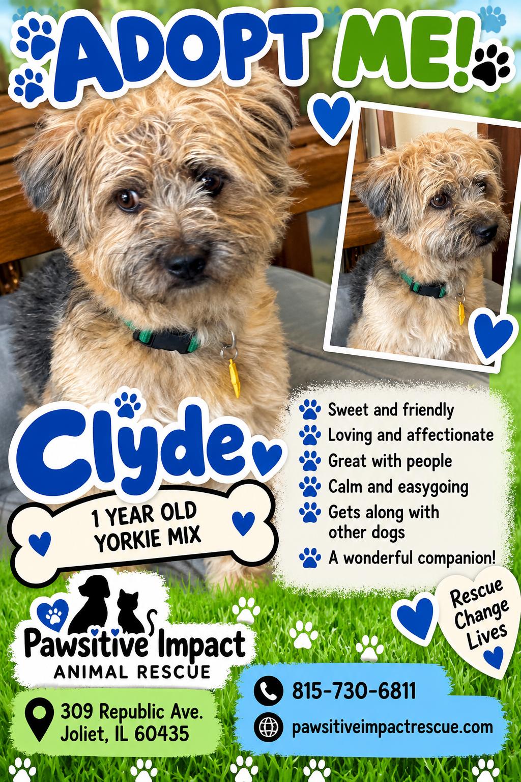 Enlarge Clyde, a Adoptable mixed breed in Joliet, IL image 2/2