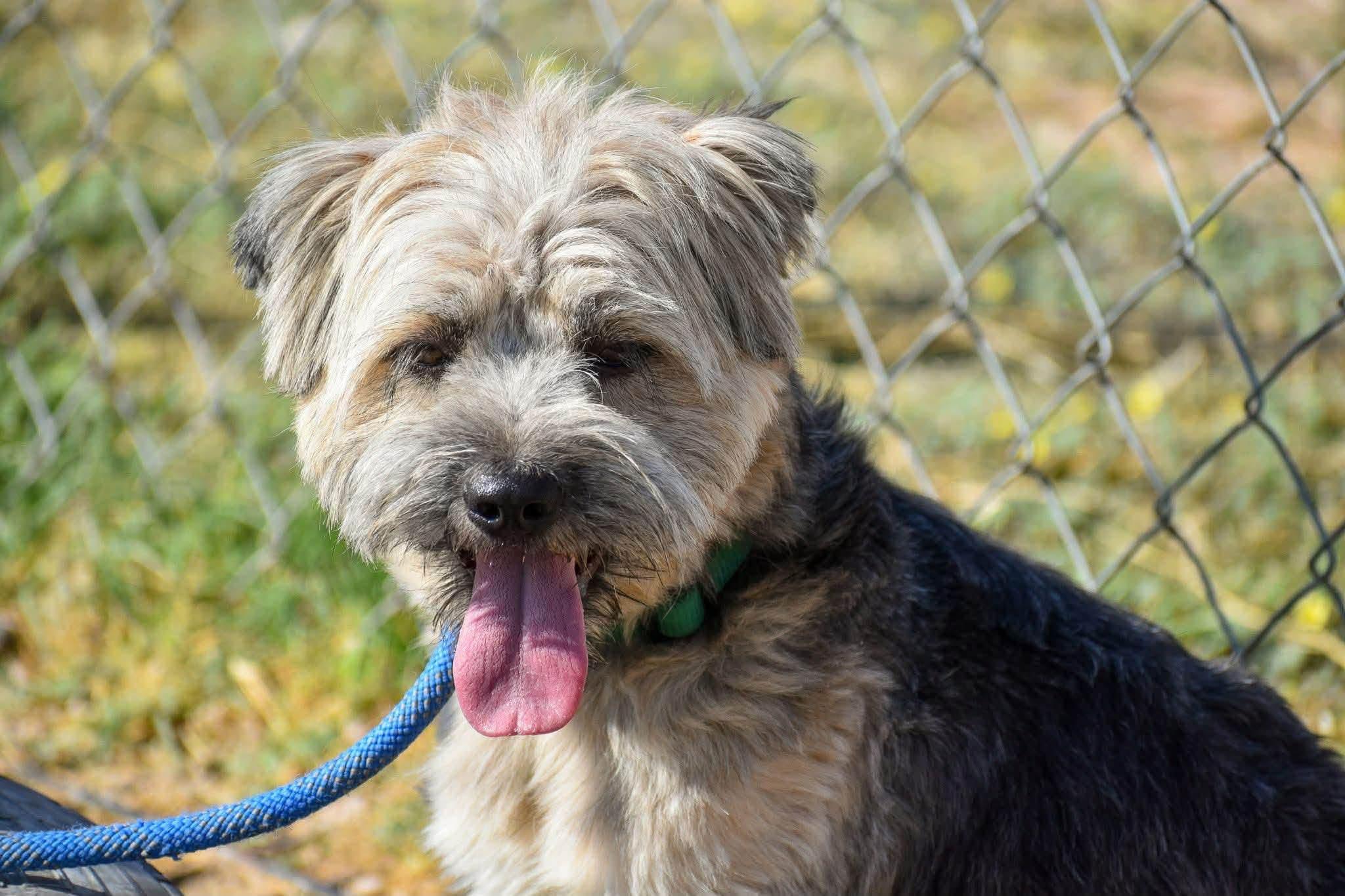 Clyde, Adoptable, Young Male Yorkie Poo & Miniature Poodle.
