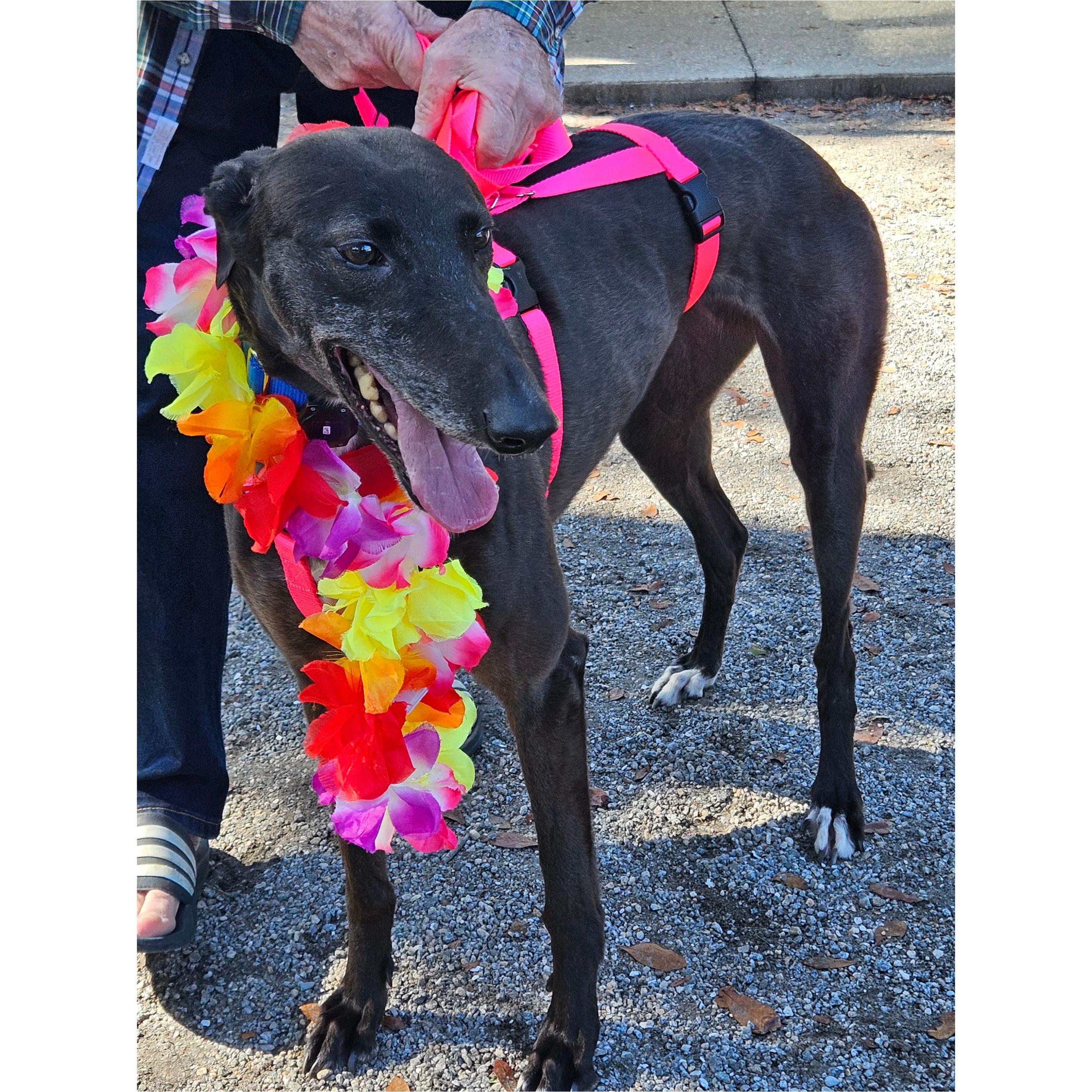 Sadie the Goat (Sadie), ADOPTABLE, Adult Female Greyhound.