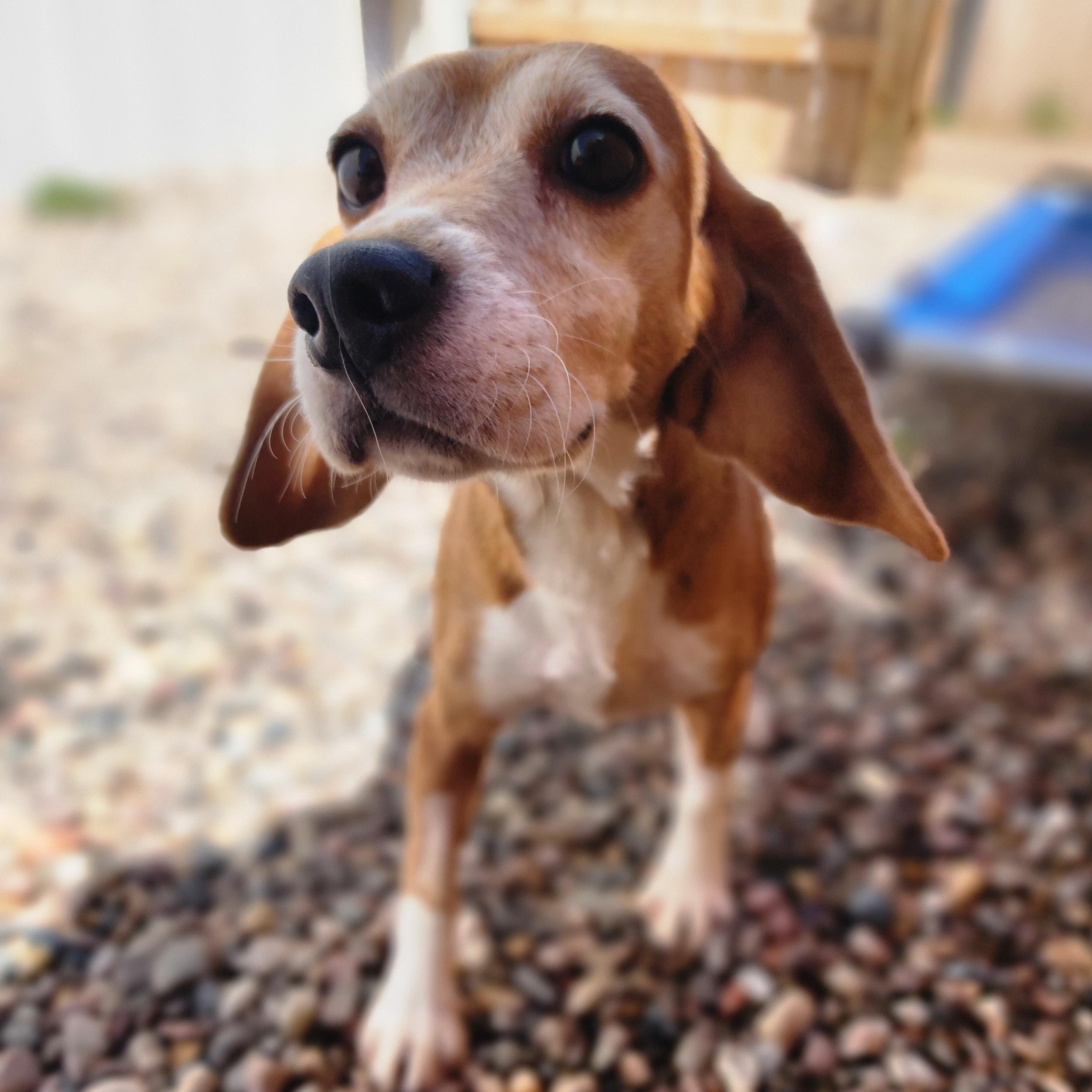 Toni Stone, an adoptable Beagle in Hartville, WY, 82215 | Photo Image 2